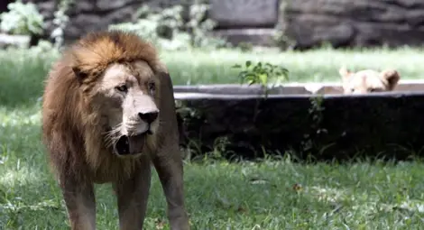 Тревога: Едва 250 възрастни лъва са останали в Западна Африка