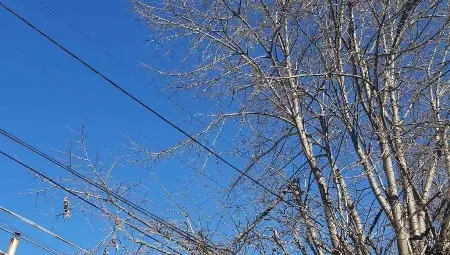 Не се знае чия грижа са дърветата, ясно е само за кого са проблемите Не се знае чия грижа са дърветата, ясно е само за кого са проблемите