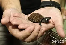 Отрязаха главата на костенурка в ефир, зрителите в шок