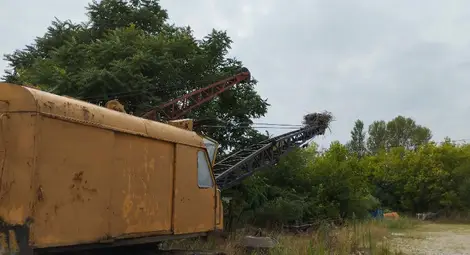 Двойка бели щъркели избраха необичайно място за отглеждане на поколение в Русе