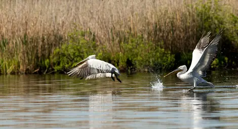 Резерватът &bdquo;Сребърна&ldquo; на фокус в Международния ден на биологичното разнообразие