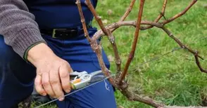 Резитба на лозя и доене на крави събира ученици в надпревара