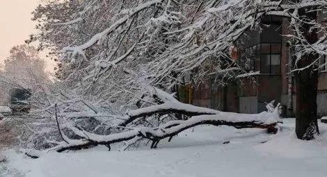 Прекършено от снега дърво смаза пет коли до &bdquo;Възраждане&ldquo;
