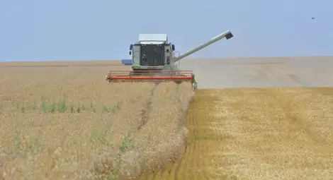 Климатичните промени обричат зърнопроизводството