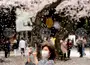 Пикниците под цъфтящите вишни в Япония - между традицията и растящите цени
