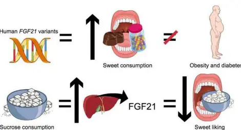 Любовта към сладкото се дължи на хормон в черния дроб