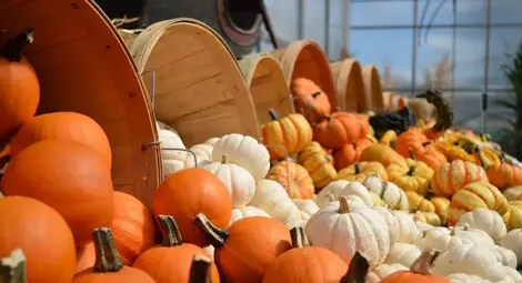 Задава се първият фестивал на тиквата в Тетово