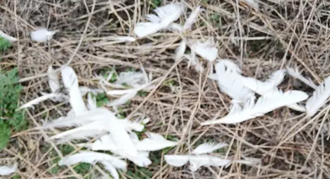 Сеещите смърт бракониери стигнаха и до двойка лебеди край Басарбово