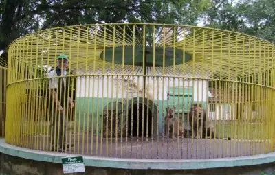 Седем лъва радват посетителите на разградския зоокът Седем лъва радват посетителите на разградския зоокът