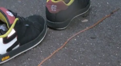 Огромни червеи плъзнаха във Варна след пороя