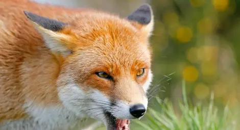 Разпръскват ваксини против бяс из Русенско Разпръскват ваксини против бяс из Русенско