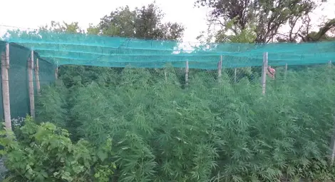 Грижливите стопани опънали защитна мрежа, за да предпазят ценната си реколта от градушка.		         Снимка: ОДМВР