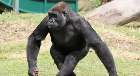 Горилата, която ходи като човек, днес празнува 24-и рожден ден /видео/