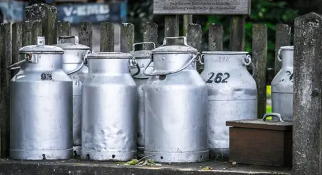 Девет фирми изкупуват  мляко в Русенско