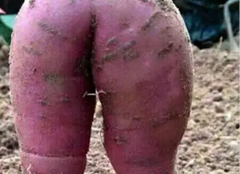 "Похотлив" картоф &ndash; на яхния или...?