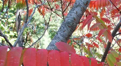 Пет температурни рекорда в страната, 26.2 градуса в Монтана и Велико Търново