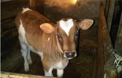 Теле със сърце на челото в дома на ходжа, жена му го качва във фейсбук