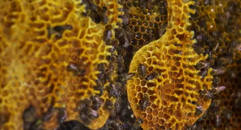 Пестицидите и болестите – основни проблеми за оцеляването на пчелите Пестицидите и болестите – основни проблеми за оцеляването на пчелите