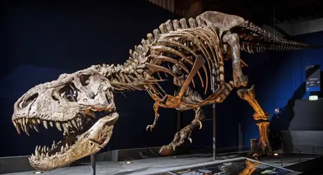 Продадоха Тиранозавър за рекордните 31,8 млн. долара