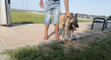 История с куче - как спасяването на един четириног бездомник може да се превърне в кошмар
