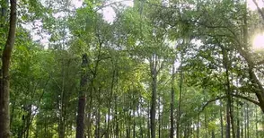 Компенсаторното залесяване на декар гора ще струва 1063 лева