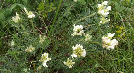 Ковачев зановец