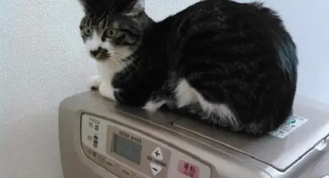 В този японски офис работят не само хора, но и котки /Снимки/ В този японски офис работят не само хора, но и котки /Снимки/