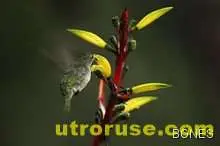  15 нови вида птици открити край Амазонка 