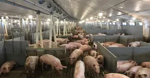 Изкупните цени на свинското с 25% под миналогодишните