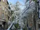 Силният вятър и натрупалият сняг повалиха дървета и счупиха клони в центъра на София