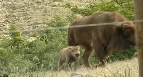 За пръв път от 500 години у нас се роди зубърче /видео/ За пръв път от 500 години у нас се роди зубърче /видео/