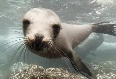 Морски лъв си открадна момиченце от кея