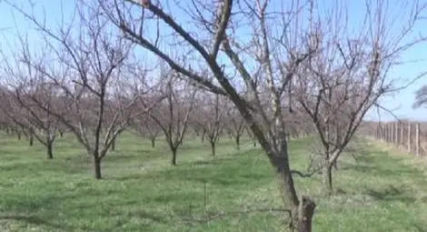 Овощари от Североизточна България са застрашени от "нулева" реколта Овощари от Североизточна България са застрашени от "нулева" реколта