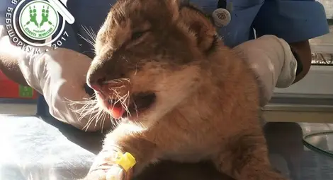 Наказават Oбщина Разград заради зоопарка