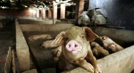 Свиневъди искат обявяване на бедствено положение в цялата страна