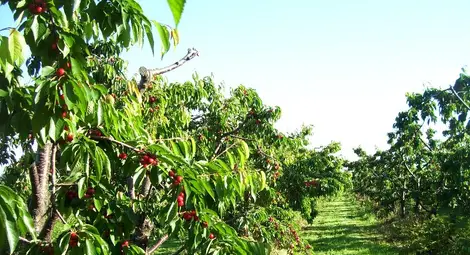 Черешовите масиви се увеличават с  22 на сто за три години в Русенско