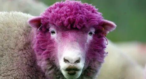 Див грах прави овцете наркоманки