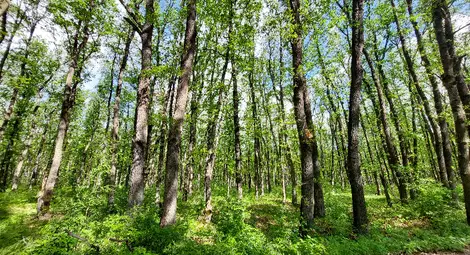 По-малко нарушения в горите на Централна Северна България през месец май По-малко нарушения в горите на Централна Северна България през месец май