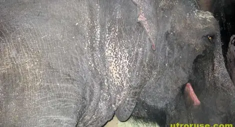 В Сибир сгряха слонове с две каси водка