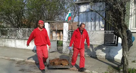 Пуснати на свобода питбули нахапаха до смърт възрастна жена