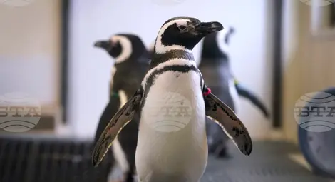 Снимка: БТА Снимка: БТА