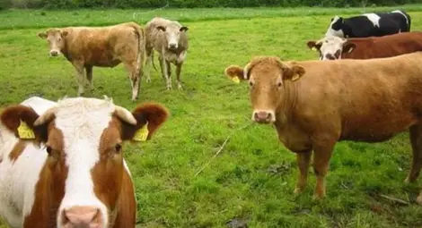 Животновъди получиха  още 36 милиона лева