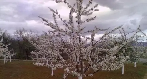 От четвъртък започва приемът по схема за спешна финансова помощ  на земеделски стопани, отглеждащи 18 вида култури,  засегнати от измръзване или слана