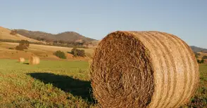 Експерт: Биоойл може да направи Русе енергийно независим