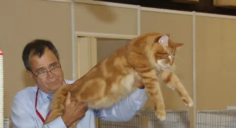 Най-голямата котка в света ще бъде показана на изложба