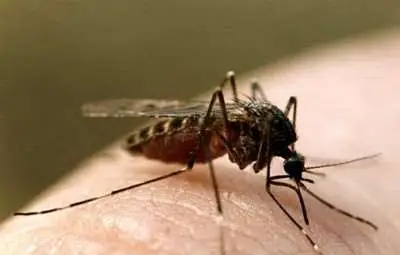 10 случая на заразени от западнонилска треска в Гърция 