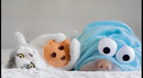 Приятелството на шар пей и котка развълнува интернет