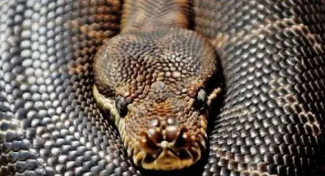 Откриха 40 питона в мотел в Канада