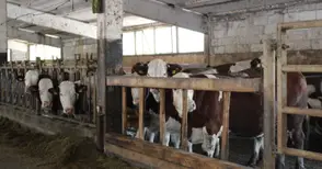 Разпределят 20 милиона евро за хуманно отношение към животните