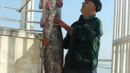 Сом счупи рекорда на Видин